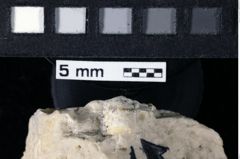 Foto (Detailansicht) von Galatheoidea indet. (NHMW-GEO-1990-0041-0164)